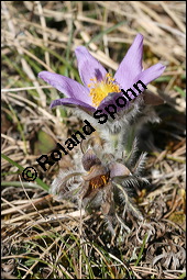 Gewöhnliche Küchenschelle, Gewöhnliche Kuhschelle, Pulsatilla vulgaris, Ranunculaceae, Pulsatilla vulgaris, Gewöhnliche Kuhschelle, Gewöhnliche Küchenschelle, Blühend Kauf von 00868pulsatilla_vulgarisimg_5446.jpg