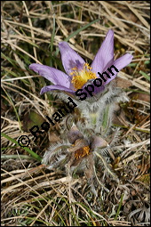Gewöhnliche Küchenschelle, Gewöhnliche Kuhschelle, Pulsatilla vulgaris, Ranunculaceae, Pulsatilla vulgaris, Gewöhnliche Kuhschelle, Gewöhnliche Küchenschelle, Blühend Kauf von 00868pulsatilla_vulgarisimg_5447.jpg
