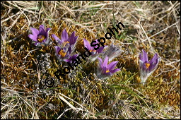 Gewöhnliche Küchenschelle, Gewöhnliche Kuhschelle, Pulsatilla vulgaris, Ranunculaceae, Pulsatilla vulgaris, Gewöhnliche Kuhschelle, Gewöhnliche Küchenschelle, Blühend Kauf von 00868pulsatilla_vulgarisimg_5448.jpg