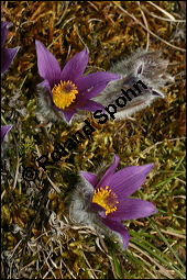 Gewöhnliche Küchenschelle, Gewöhnliche Kuhschelle, Pulsatilla vulgaris, Ranunculaceae, Pulsatilla vulgaris, Gewöhnliche Kuhschelle, Gewöhnliche Küchenschelle, Blühend Kauf von 00868pulsatilla_vulgarisimg_5450.jpg