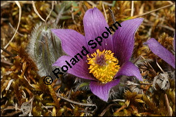 Gewöhnliche Küchenschelle, Gewöhnliche Kuhschelle, Pulsatilla vulgaris, Ranunculaceae, Pulsatilla vulgaris, Gewöhnliche Kuhschelle, Gewöhnliche Küchenschelle, Blühend Kauf von 00868pulsatilla_vulgarisimg_5451.jpg
