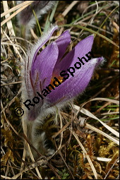 Gewöhnliche Küchenschelle, Gewöhnliche Kuhschelle, Pulsatilla vulgaris, Ranunculaceae, Pulsatilla vulgaris, Gewöhnliche Kuhschelle, Gewöhnliche Küchenschelle, Blühend Kauf von 00868pulsatilla_vulgarisimg_5453.jpg