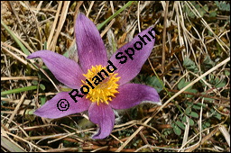 Gewöhnliche Küchenschelle, Gewöhnliche Kuhschelle, Pulsatilla vulgaris, Ranunculaceae, Pulsatilla vulgaris, Gewöhnliche Kuhschelle, Gewöhnliche Küchenschelle, Blühend Kauf von 00868pulsatilla_vulgarisimg_5455.jpg