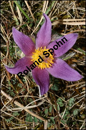 Gewöhnliche Küchenschelle, Gewöhnliche Kuhschelle, Pulsatilla vulgaris, Ranunculaceae, Pulsatilla vulgaris, Gewöhnliche Kuhschelle, Gewöhnliche Küchenschelle, Blühend Kauf von 00868pulsatilla_vulgarisimg_5457.jpg