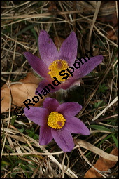 Gewöhnliche Küchenschelle, Gewöhnliche Kuhschelle, Pulsatilla vulgaris, Ranunculaceae, Pulsatilla vulgaris, Gewöhnliche Kuhschelle, Gewöhnliche Küchenschelle, Blühend Kauf von 00868pulsatilla_vulgarisimg_5500.jpg