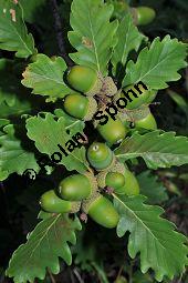 Trauben-Eiche, Winter-Eiche, Quercus petraea, Quercus sessilis, Quercus sessiliflora, Quercus petraea, Quercus sessilis, Quercus sessiliflora, Trauben-Eiche, Winter-Eiche, Fagaceae, Blattgallen, Blattgalle durch Gallwespe Cynips quercusfolii, Gemeine Eichengallwespe Kauf von 00870_quercus_petraea_dsc_0239.jpg