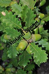 Trauben-Eiche, Winter-Eiche, Quercus petraea, Quercus sessilis, Quercus sessiliflora, Quercus petraea, Quercus sessilis, Quercus sessiliflora, Trauben-Eiche, Winter-Eiche, Fagaceae, Blattgallen, Blattgalle durch Gallwespe Cynips quercusfolii, Gemeine Eichengallwespe Kauf von 00870_quercus_petraea_dsc_0242.jpg