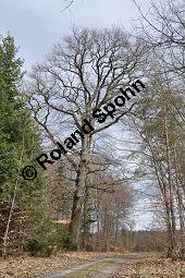 Trauben-Eiche, Winter-Eiche, Quercus petraea, Quercus sessilis, Quercus sessiliflora, Quercus petraea, Quercus sessilis, Quercus sessiliflora, Trauben-Eiche, Winter-Eiche, Fagaceae, Blattgallen, Blattgalle durch Gallwespe Cynips quercusfolii, Gemeine Eichengallwespe Kauf von 00870_quercus_petraea_dsc_3354.jpg