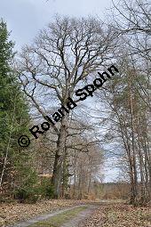 Trauben-Eiche, Winter-Eiche, Quercus petraea, Quercus sessilis, Quercus sessiliflora, Quercus petraea, Quercus sessilis, Quercus sessiliflora, Trauben-Eiche, Winter-Eiche, Fagaceae, Blattgallen, Blattgalle durch Gallwespe Cynips quercusfolii, Gemeine Eichengallwespe Kauf von 00870_quercus_petraea_dsc_3355.jpg