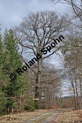 Trauben-Eiche, Winter-Eiche, Quercus petraea, Quercus sessilis, Quercus sessiliflora, Quercus petraea, Quercus sessilis, Quercus sessiliflora, Trauben-Eiche, Winter-Eiche, Fagaceae, Blattgallen, Blattgalle durch Gallwespe Cynips quercusfolii, Gemeine Eichengallwespe Kauf von 00870_quercus_petraea_dsc_3356.jpg