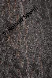 Trauben-Eiche, Winter-Eiche, Quercus petraea, Quercus sessilis, Quercus sessiliflora, Quercus petraea, Quercus sessilis, Quercus sessiliflora, Trauben-Eiche, Winter-Eiche, Fagaceae, Blattgallen, Blattgalle durch Gallwespe Cynips quercusfolii, Gemeine Eichengallwespe Kauf von 00870_quercus_petraea_dsc_4436.jpg