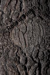 Trauben-Eiche, Winter-Eiche, Quercus petraea, Quercus sessilis, Quercus sessiliflora, Quercus petraea, Quercus sessilis, Quercus sessiliflora, Trauben-Eiche, Winter-Eiche, Fagaceae, Blattgallen, Blattgalle durch Gallwespe Cynips quercusfolii, Gemeine Eichengallwespe Kauf von 00870_quercus_petraea_dsc_4437.jpg