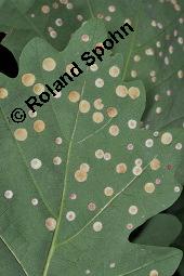 Trauben-Eiche, Winter-Eiche, Quercus petraea, Quercus sessilis, Quercus sessiliflora, Quercus petraea, Quercus sessilis, Quercus sessiliflora, Trauben-Eiche, Winter-Eiche, Fagaceae, Blattgallen, Blattgalle durch Gallwespe Cynips quercusfolii, Gemeine Eichengallwespe Kauf von 00870_quercus_petraea_dsc_5662.jpg