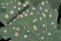 Trauben-Eiche, Winter-Eiche, Quercus petraea, Quercus sessilis, Quercus sessiliflora, Quercus petraea, Quercus sessilis, Quercus sessiliflora, Trauben-Eiche, Winter-Eiche, Fagaceae, Blattgallen, Blattgalle durch Gallwespe Cynips quercusfolii, Gemeine Eichengallwespe Kauf von 00870_quercus_petraea_dsc_5663.jpg