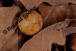 Trauben-Eiche, Winter-Eiche, Quercus petraea, Quercus sessilis, Quercus sessiliflora, Quercus petraea, Quercus sessilis, Quercus sessiliflora, Trauben-Eiche, Winter-Eiche, Fagaceae, Blattgallen, Blattgalle durch Gallwespe Cynips quercusfolii, Gemeine Eichengallwespe Kauf von 00870_quercus_petraea_dsc_8222.jpg