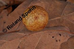 Trauben-Eiche, Winter-Eiche, Quercus petraea, Quercus sessilis, Quercus sessiliflora, Quercus petraea, Quercus sessilis, Quercus sessiliflora, Trauben-Eiche, Winter-Eiche, Fagaceae, Blattgallen, Blattgalle durch Gallwespe Cynips quercusfolii, Gemeine Eichengallwespe Kauf von 00870_quercus_petraea_dsc_8223.jpg