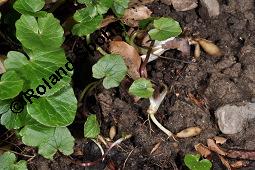 Scharbockskraut, Feigwurz, Ficaria verna, Ranunculus ficaria, Ranunculaceae, Ranunculus ficaria, Ficaria verna, Scharbockskraut, Feigwurz, Blühend Kauf von 00873_ranunculus_ficaria_dsc_8680.jpg