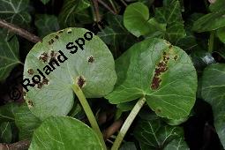 Scharbockskraut, Feigwurz, Ficaria verna, Ranunculus ficaria, Ranunculaceae, Ranunculus ficaria, Ficaria verna, Scharbockskraut, Feigwurz, Blühend Kauf von 00873_ranunculus_ficaria_dsc_8751.jpg