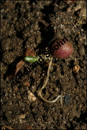 Scharbockskraut, Feigwurz, Ficaria verna, Ranunculus ficaria, Ranunculaceae, Ranunculus ficaria, Ficaria verna, Scharbockskraut, Feigwurz, Blühend Kauf von 00873ranunculus_ficariaimg_5229.jpg