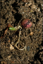 Scharbockskraut, Feigwurz, Ficaria verna, Ranunculus ficaria, Ranunculaceae, Ranunculus ficaria, Ficaria verna, Scharbockskraut, Feigwurz, Blühend Kauf von 00873ranunculus_ficariaimg_5230.jpg