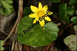 Scharbockskraut, Feigwurz, Ficaria verna, Ranunculus ficaria, Ranunculaceae, Ranunculus ficaria, Ficaria verna, Scharbockskraut, Feigwurz, Blühend Kauf von 00873ranunculus_ficariaimg_5796.jpg