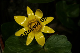 Scharbockskraut, Feigwurz, Ficaria verna, Ranunculus ficaria, Ranunculaceae, Ranunculus ficaria, Ficaria verna, Scharbockskraut, Feigwurz, Blühend Kauf von 00873ranunculus_ficariaimg_5797.jpg