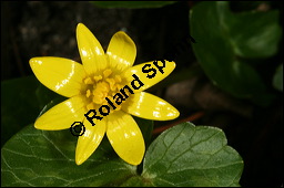 Scharbockskraut, Feigwurz, Ficaria verna, Ranunculus ficaria, Ranunculaceae, Ranunculus ficaria, Ficaria verna, Scharbockskraut, Feigwurz, Blühend Kauf von 00873ranunculus_ficariaimg_5798.jpg