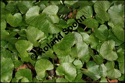 Scharbockskraut, Feigwurz, Ficaria verna, Ranunculus ficaria, Ranunculaceae, Ranunculus ficaria, Ficaria verna, Scharbockskraut, Feigwurz, Blühend Kauf von 00873ranunculus_ficariaimg_5821.jpg