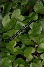 Scharbockskraut, Feigwurz, Ficaria verna, Ranunculus ficaria, Ranunculaceae, Ranunculus ficaria, Ficaria verna, Scharbockskraut, Feigwurz, Blühend Kauf von 00873ranunculus_ficariaimg_5822.jpg