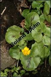 Scharbockskraut, Feigwurz, Ficaria verna, Ranunculus ficaria, Ranunculaceae, Ranunculus ficaria, Ficaria verna, Scharbockskraut, Feigwurz, Blühend Kauf von 00873ranunculus_ficariaimg_5823.jpg