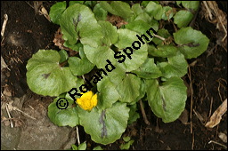 Scharbockskraut, Feigwurz, Ficaria verna, Ranunculus ficaria, Ranunculaceae, Ranunculus ficaria, Ficaria verna, Scharbockskraut, Feigwurz, Blühend Kauf von 00873ranunculus_ficariaimg_5824.jpg