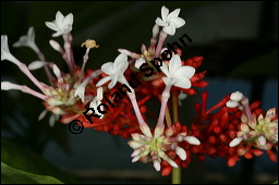 Indische Schlangenwurzel, Rauvolfia serpentina, Rauwolfia serpentina, Apocynaceae, Rauvolfia serpentina, Rauwolfia serpentina, Indische Schlangenwurzel, Blühend Kauf von 00875rauvolfia_sepentinaimg_2674.jpg