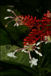 Indische Schlangenwurzel, Rauvolfia serpentina, Rauwolfia serpentina, Apocynaceae, Rauvolfia serpentina, Rauwolfia serpentina, Indische Schlangenwurzel, Blühend Kauf von 00875rauvolfia_sepentinaimg_2675.jpg
