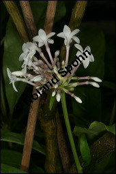 Indische Schlangenwurzel, Rauvolfia serpentina, Rauwolfia serpentina, Apocynaceae, Rauvolfia serpentina, Rauwolfia serpentina, Indische Schlangenwurzel, Blühend Kauf von 00875rauvolfia_sepentinaimg_2676.jpg