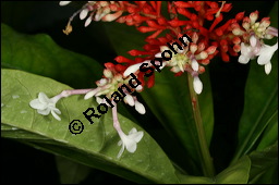 Indische Schlangenwurzel, Rauvolfia serpentina, Rauwolfia serpentina, Apocynaceae, Rauvolfia serpentina, Rauwolfia serpentina, Indische Schlangenwurzel, Blühend Kauf von 00875rauvolfia_sepentinaimg_2681.jpg