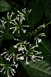 Indische Schlangenwurzel, Rauvolfia serpentina, Rauwolfia serpentina, Apocynaceae, Rauvolfia serpentina, Rauwolfia serpentina, Indische Schlangenwurzel, Blühend Kauf von 00875rauvolfia_serpentinaimg_6162.jpg