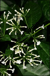 Indische Schlangenwurzel, Rauvolfia serpentina, Rauwolfia serpentina, Apocynaceae, Rauvolfia serpentina, Rauwolfia serpentina, Indische Schlangenwurzel, Blühend Kauf von 00875rauvolfia_serpentinaimg_6163.jpg
