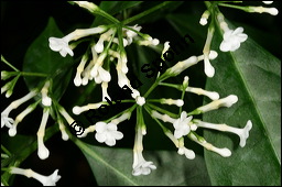 Indische Schlangenwurzel, Rauvolfia serpentina, Rauwolfia serpentina, Apocynaceae, Rauvolfia serpentina, Rauwolfia serpentina, Indische Schlangenwurzel, Blühend Kauf von 00875rauvolfia_serpentinaimg_6165.jpg