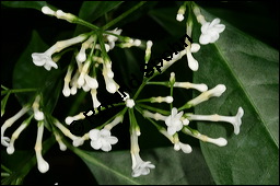 Indische Schlangenwurzel, Rauvolfia serpentina, Rauwolfia serpentina, Apocynaceae, Rauvolfia serpentina, Rauwolfia serpentina, Indische Schlangenwurzel, Blühend Kauf von 00875rauvolfia_serpentinaimg_6166.jpg