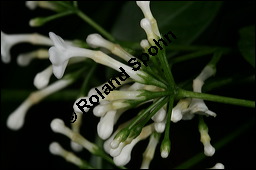 Indische Schlangenwurzel, Rauvolfia serpentina, Rauwolfia serpentina, Apocynaceae, Rauvolfia serpentina, Rauwolfia serpentina, Indische Schlangenwurzel, Blühend Kauf von 00875rauvolfia_serpentinaimg_6167.jpg