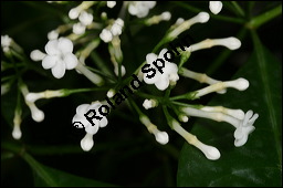 Indische Schlangenwurzel, Rauvolfia serpentina, Rauwolfia serpentina, Apocynaceae, Rauvolfia serpentina, Rauwolfia serpentina, Indische Schlangenwurzel, Blühend Kauf von 00875rauvolfia_serpentinaimg_6169.jpg