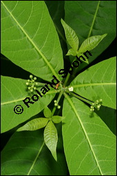 Vierblättrige Rauwolfie, Rauvolfia tetraphylla, Apocynaceae, Rauvolfia tetraphylla, Rauvolfia canescens, Vierblättrige Rauwolfie, Knospend Kauf von 00876rauvolfia_tetraphyllaimg_2944.jpg