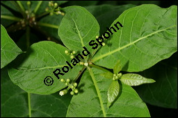 Vierblättrige Rauwolfie, Rauvolfia tetraphylla, Apocynaceae, Rauvolfia tetraphylla, Rauvolfia canescens, Vierblättrige Rauwolfie, Knospend Kauf von 00876rauvolfia_tetraphyllaimg_2945.jpg