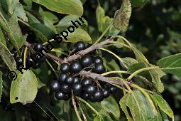 Echter Kreuzdorn, Rhamnus cathartica, Rhamnaceae, Rhamnus cathartica, Rhamnus catharticus, Echter Kreuzdorn, Purgier-Kreuzdorn, Gemeiner Kreuzdorn, fruchtend Kauf von 00879_rhamnus_cathartica_dsc_7279.jpg