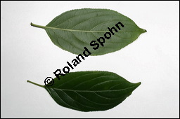 Echter Kreuzdorn, Rhamnus cathartica, Rhamnaceae, Rhamnus cathartica, Rhamnus catharticus, Echter Kreuzdorn, Purgier-Kreuzdorn, Gemeiner Kreuzdorn, fruchtend Kauf von 00879rhamnus_catharticaimg_3844.jpg