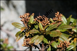 Rostblättrige Alpenrose, Rhododendron ferrugineum, Ericaceae, Rhododendron ferrugineum, Rostblättrige Alpenrose, Rostroter Almrausch, Rostrote Alpenrose, fruchtend Kauf von 00882rhododendron_ferrugineumimg_4452.jpg