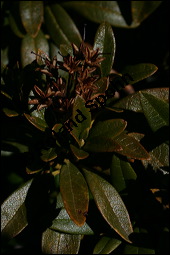Rostblättrige Alpenrose, Rhododendron ferrugineum, Ericaceae, Rhododendron ferrugineum, Rostblättrige Alpenrose, Rostroter Almrausch, Rostrote Alpenrose, fruchtend Kauf von 00882rhododendron_ferrugineumimg_4453.jpg