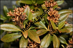 Rostblättrige Alpenrose, Rhododendron ferrugineum, Ericaceae, Rhododendron ferrugineum, Rostblättrige Alpenrose, Rostroter Almrausch, Rostrote Alpenrose, fruchtend Kauf von 00882rhododendron_ferrugineumimg_4455.jpg