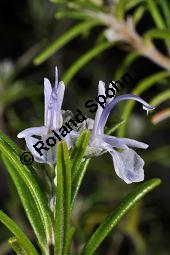 Rosmarin, Rosmarinus officinalis, Lamiaceae, Rosmarinus officinalis, Rosmarin, Blühend Kauf von 00892_rosmarinus_officinalis_dsc_1520.jpg