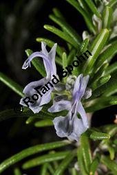 Rosmarin, Rosmarinus officinalis, Lamiaceae, Rosmarinus officinalis, Rosmarin, Blühend Kauf von 00892_rosmarinus_officinalis_dsc_1526.jpg